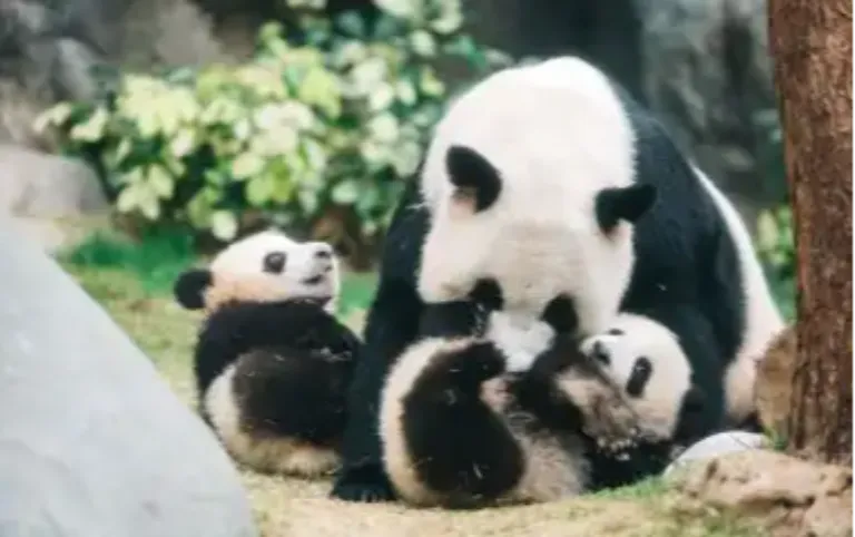 Ocean Park Hong Kong