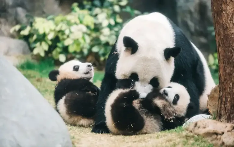 Ocean Park Hong Kong